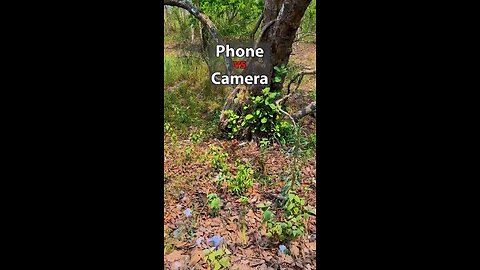 phone vs camera test