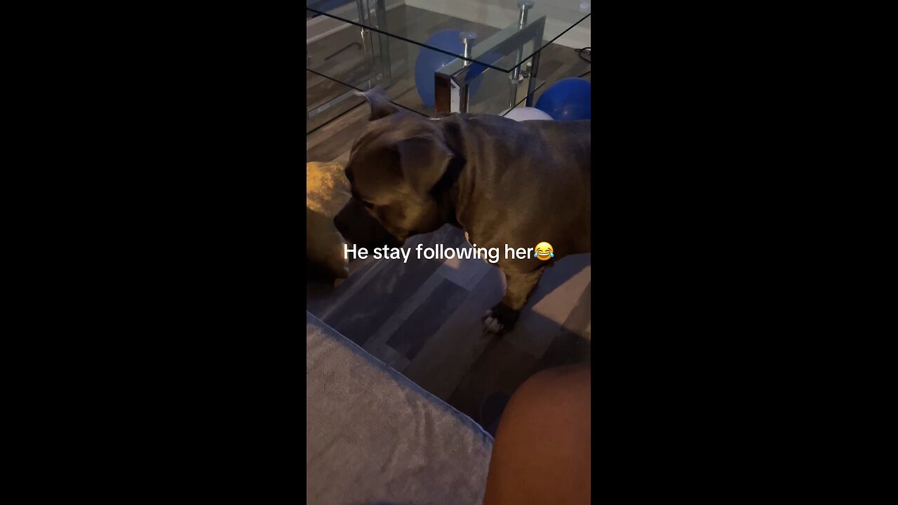 They have there own love hate relationship 😂😂😂