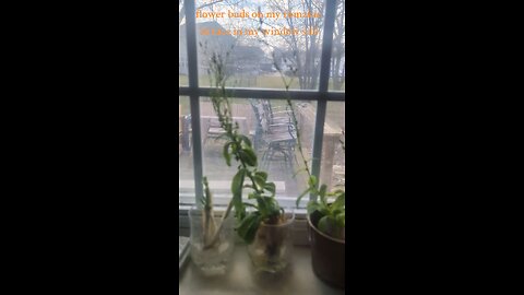 Yellow flower buds on my lettuce in my windowsill garden! Green healing frequency!