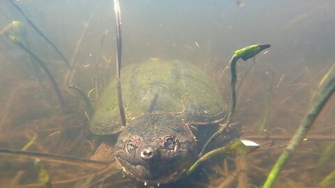 Snapping Turtle