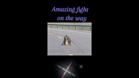 amazing fight on the way