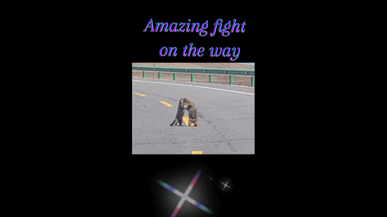 amazing fight on the way