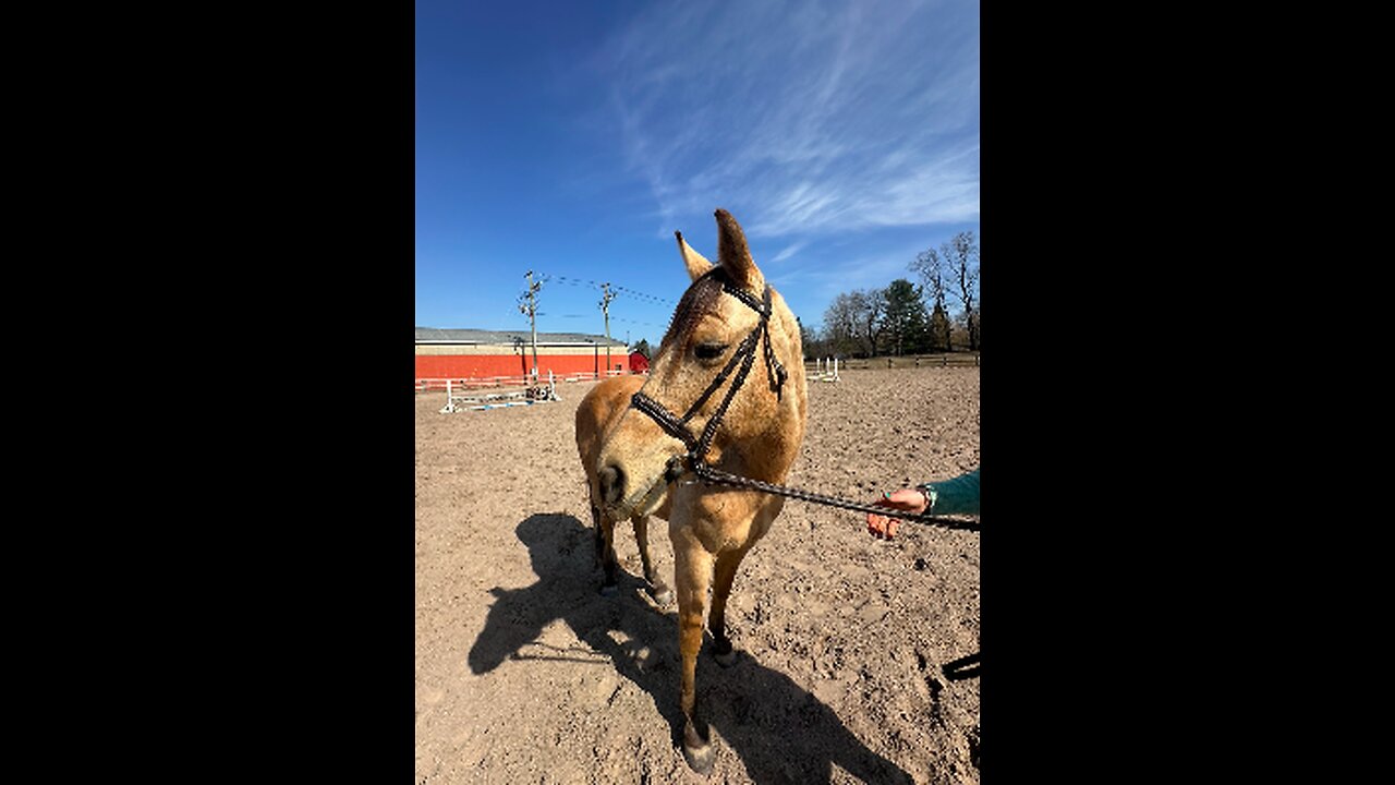 Buckskin Mare Pony For Sale