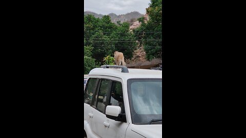 monkey on the car