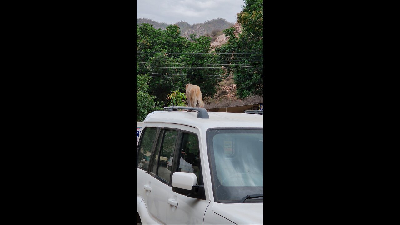 monkey on the car