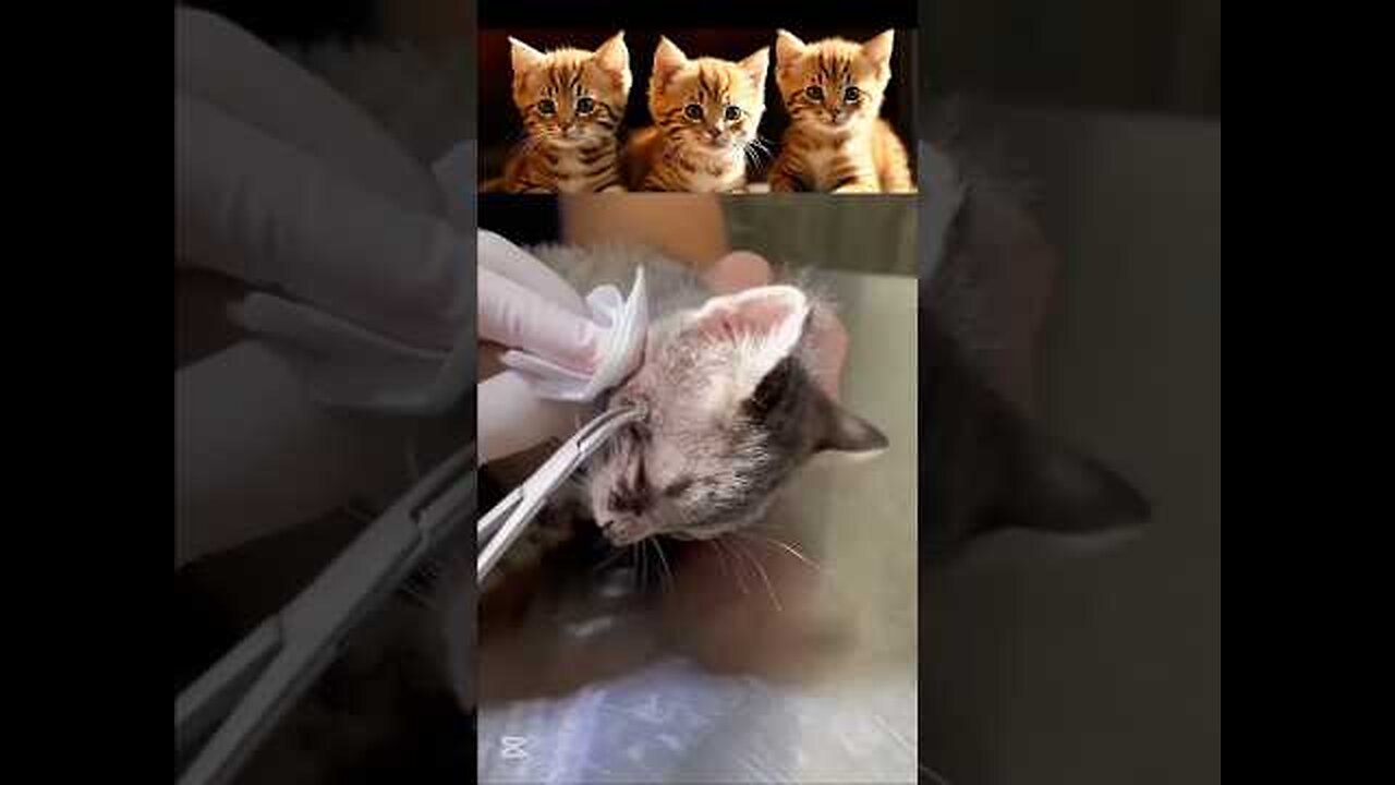 #Cat care 😸🙀 #pets