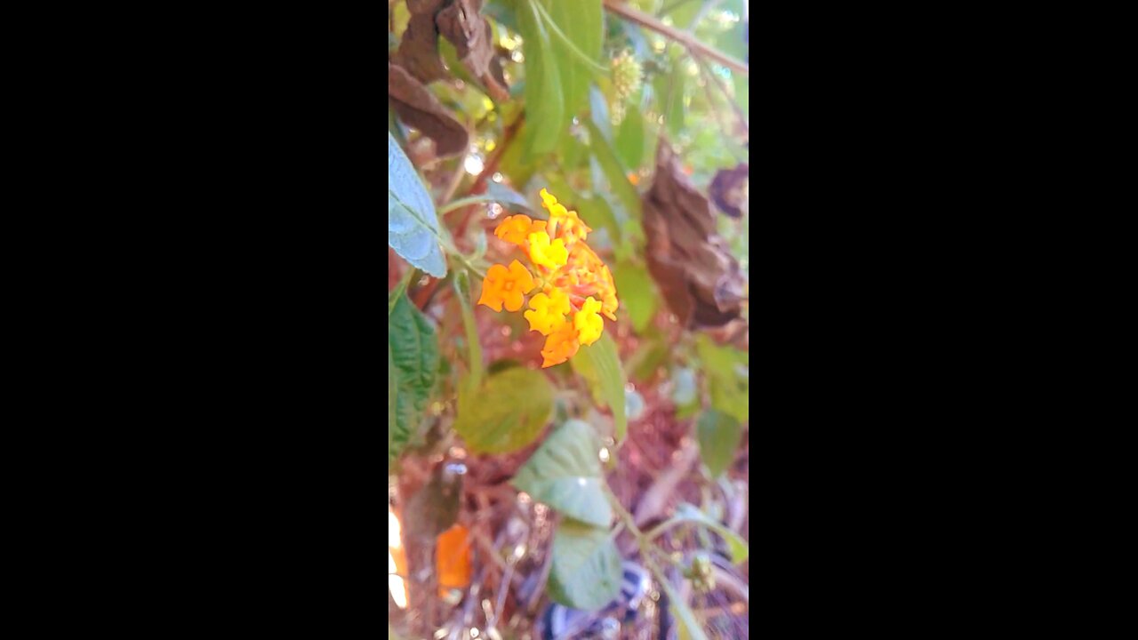 my video editing|| ager apko bhi sikhna hai to | follow me