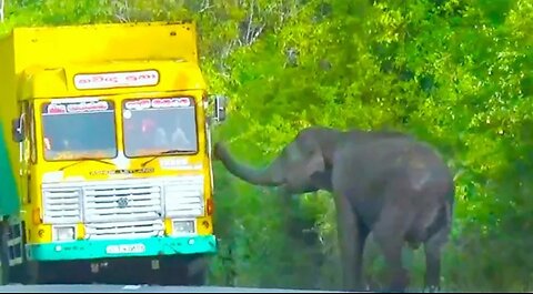 Highway Intruders: Battling Wild Elephant Road Invaders