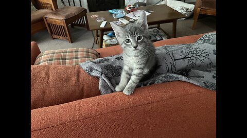 My Friends new Kitten.