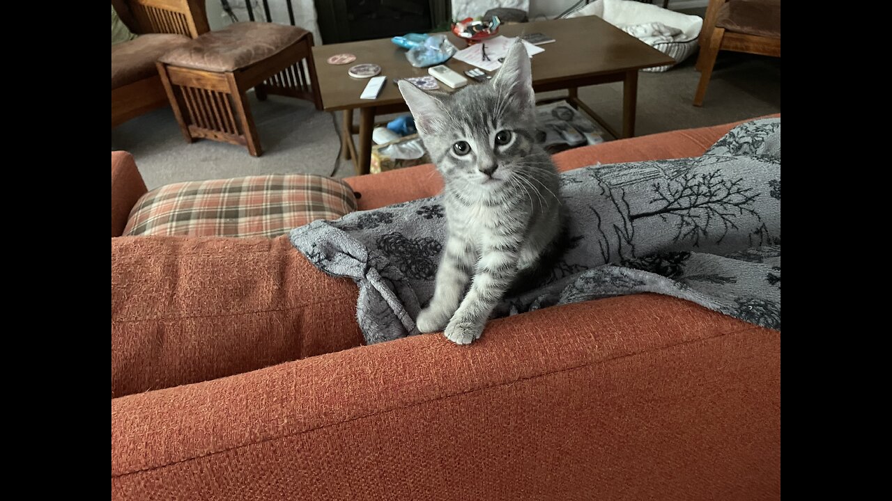 My Friends new Kitten.