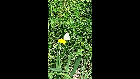 butterfly 2of2