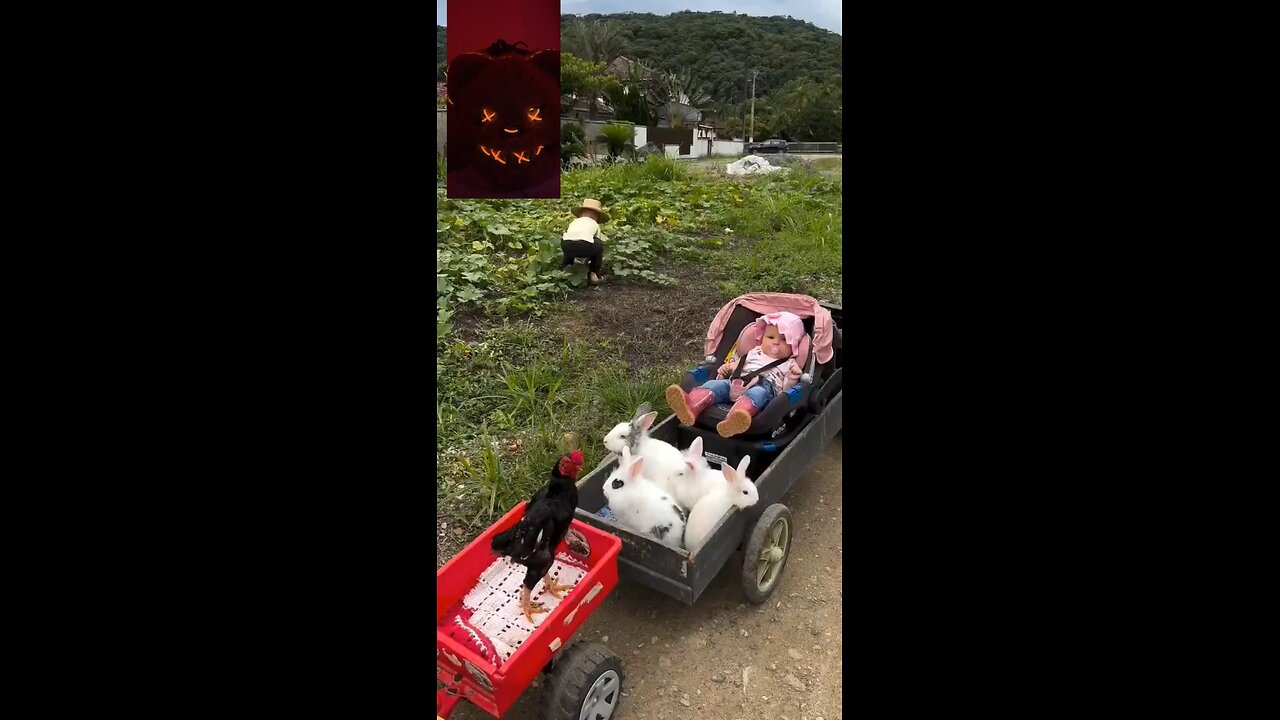 Beautiful kid harvesting cucumber in the farm and driving home