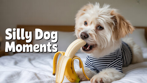 Funny Animals