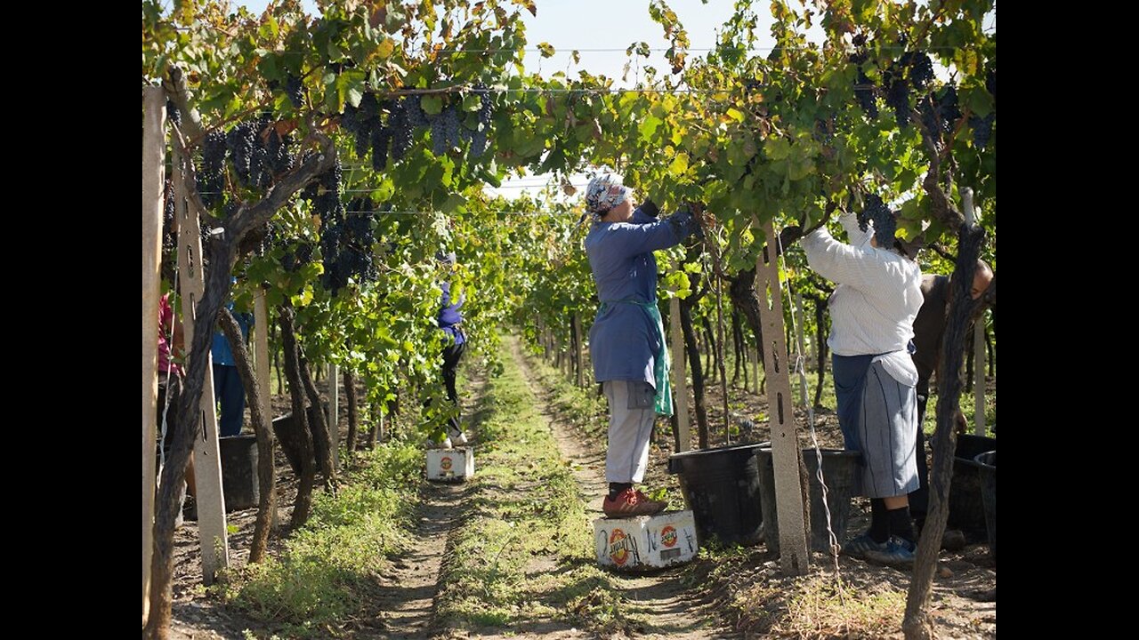 L’Apocalisse nel prosecco