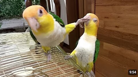 The FUNNIEST Parrots 🤣 Best Compilation