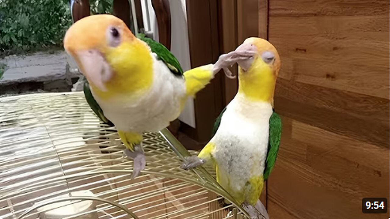 The FUNNIEST Parrots 🤣 Best Compilation