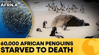 South Africa: 60,000 Penguins Starve To Death As Sardines Vanish | Firstpost Africa | N18G