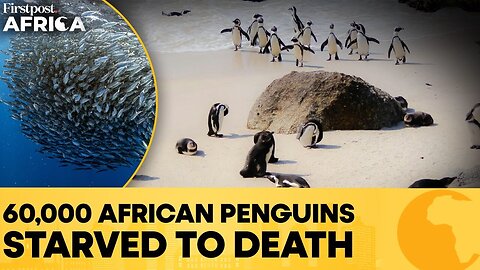 South Africa: 60,000 Penguins Starve To Death As Sardines Vanish | Firstpost Africa | N18G