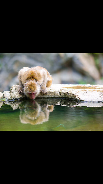 (The Monkey Discovered Water – A Butterfly Was the Witness!)