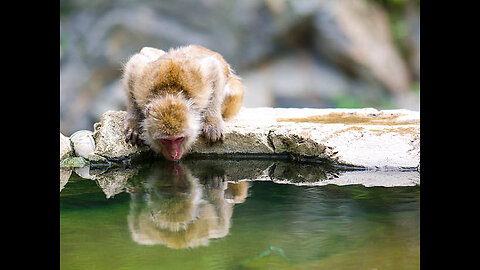 (The Monkey Discovered Water – A Butterfly Was the Witness!)