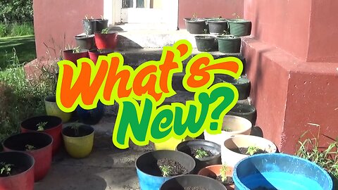 Homestead update; June 2025