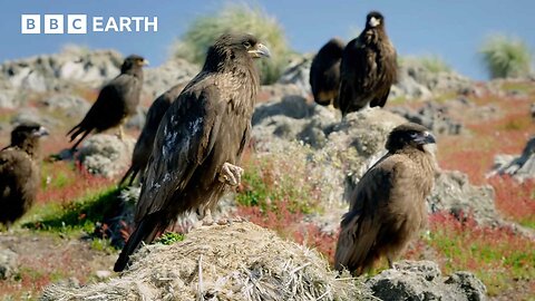 Young Caracaras Turn Into Bullies to Survive | BBC Earth