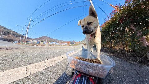 This pup has the cutest little black muzzle… I can’t handle it!