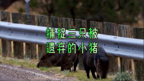 捕捉三只被遗弃的小猪