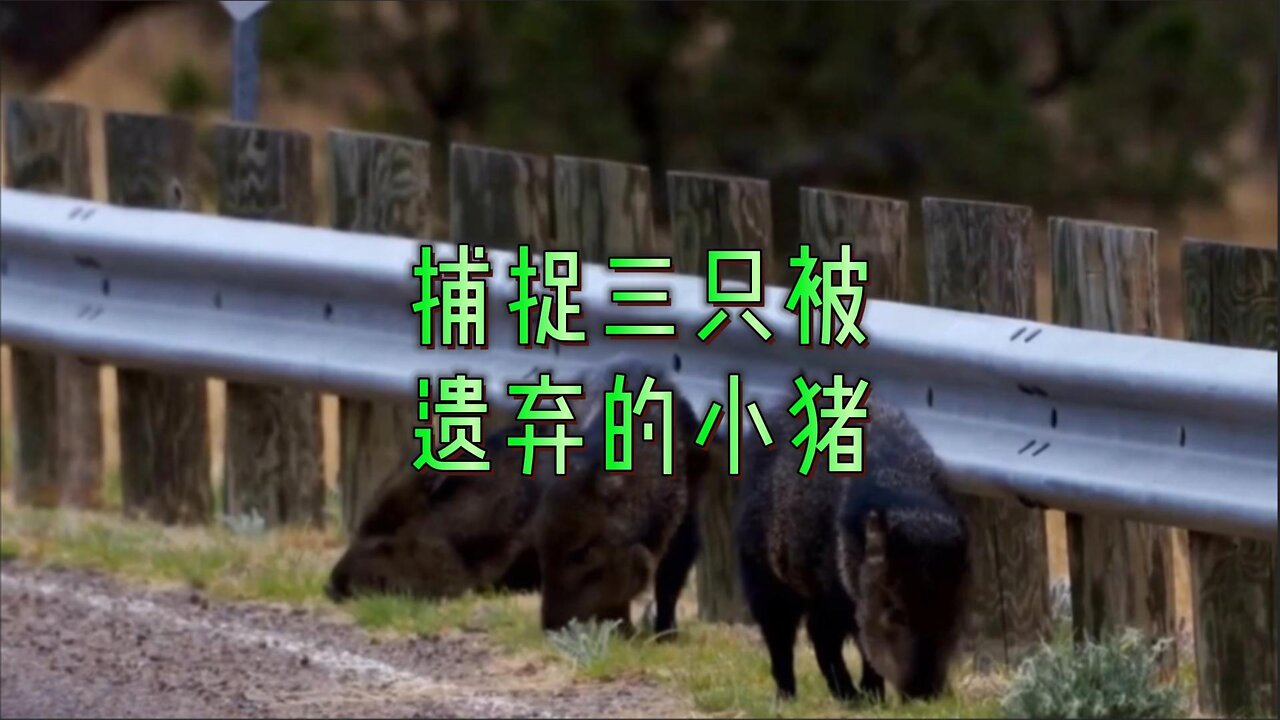 捕捉三只被遗弃的小猪