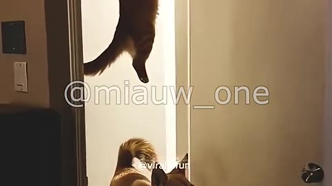 Funny Cat "FOLLOW ME HUMAN"