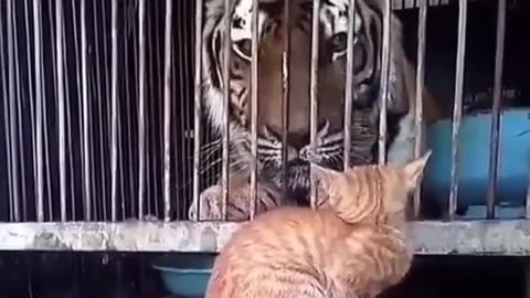 Funny animals videos