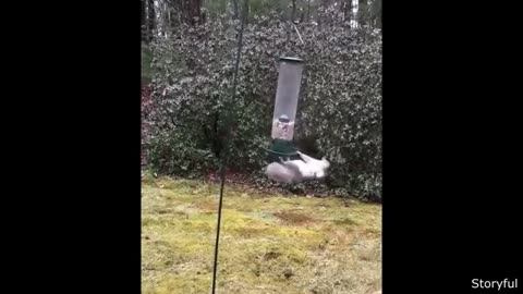 Funniest Animal Videos Ever