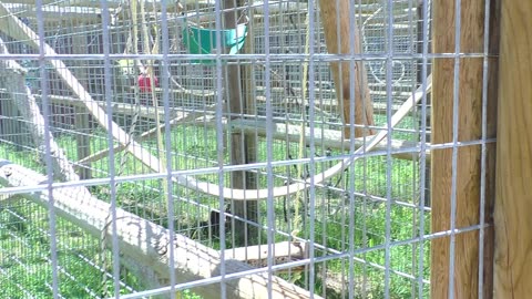 Minnie and Mario playing