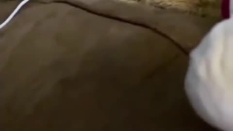"When Cats Lose Their Minds… 😹😂"