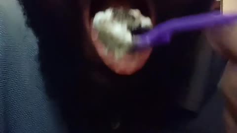 Wendy's Oreo Brownie Frosty Review