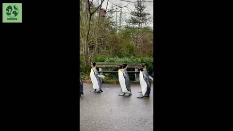 Penguins – Nature’s Charming Swimmers