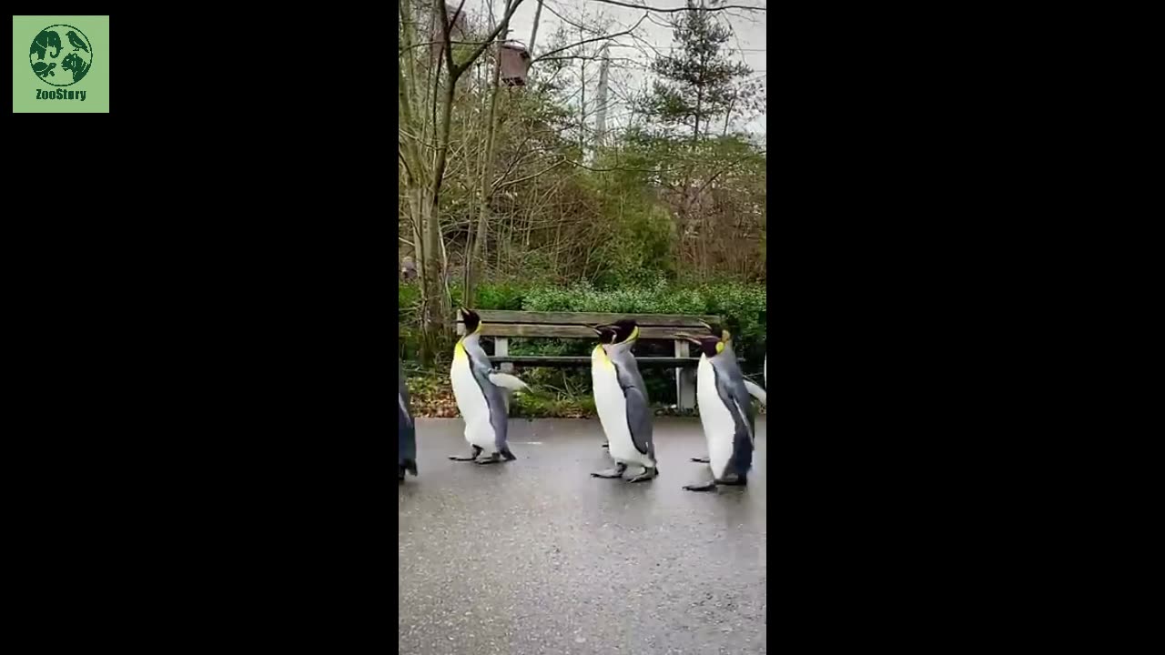 Penguins – Nature’s Charming Swimmers