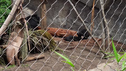 Baby Sloth Bears at The San Diego Zoo