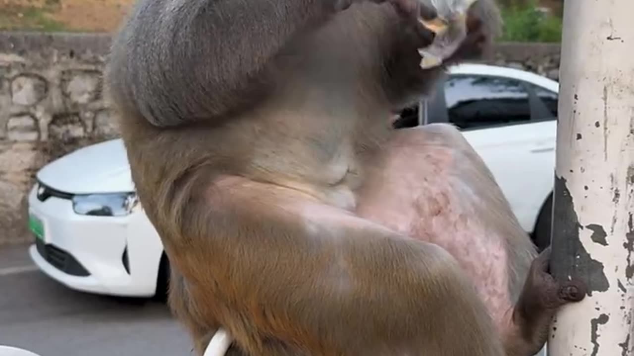 "Hungry Monkey Opens Packet and Digs In!" 🐒📦😄