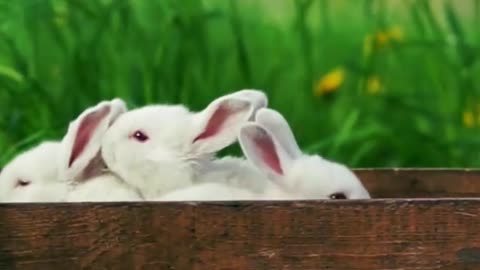 Cute Rabbits