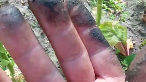 resin_résine_смола_resina_Harz