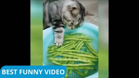 Funny Animal Videos 2025 #17