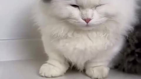 If you are watching this video, know that God has made you the guardian angel of a hungry cat💝