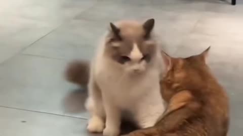 WWE Between cats so funny