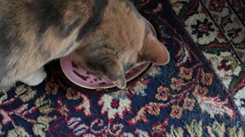 Miss Kitty.