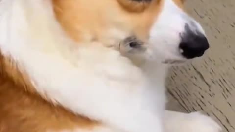 The master farted and looked at the reaction of the puppy ...
