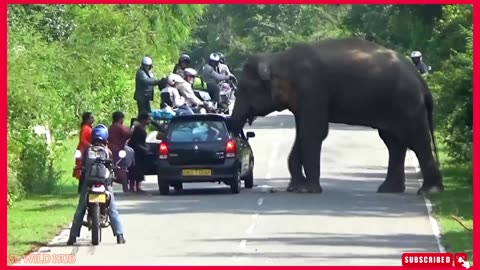 WILD LIFE