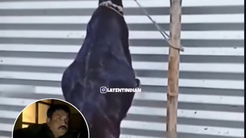 Funny video