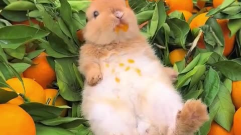 Lazy Bunny