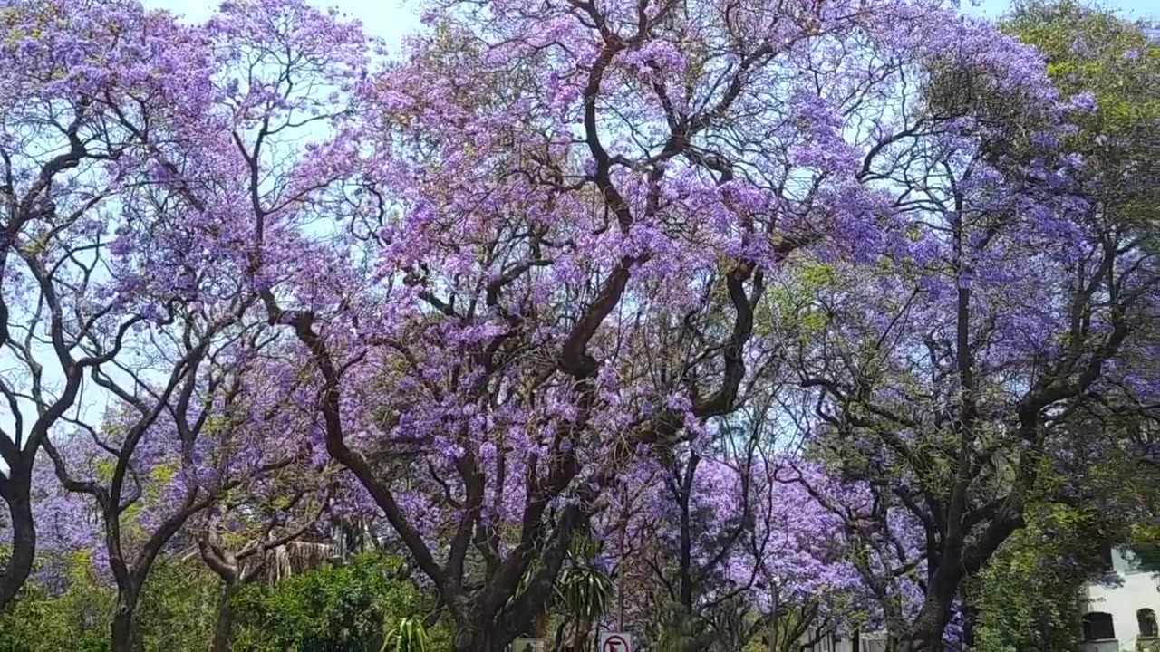 CDMX - Ciudad de México - Solo Música